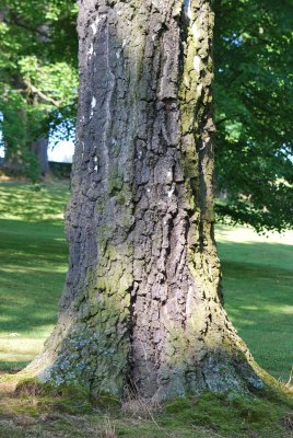 Betula pendula - bříza bělokorá - kmen s borkou (80)